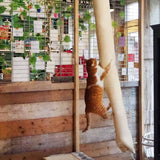 Quapas! Sac d'escalade pour chats 180 cm sisal