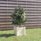 Vidaxl Planning Box 31x31x31 cm Pine solide blanc
