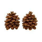Hbx parfum naturel vivant pommes de pin pinus pinea cannelle