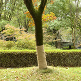 Rouleau de jute VidaXL 1x10 m 100% jute 200 g m²