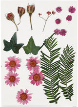 Entreprise créative https: www.ccobby.nl fleurs-et-feuilles-séchées-ca-19-piece-lightred-1-box