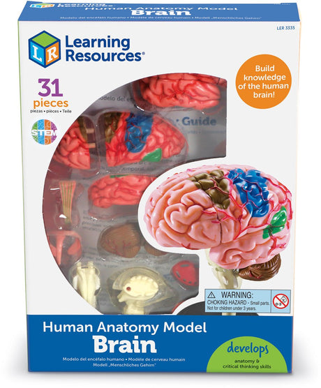 Modèle d'anatomie des ressources d'apprentissage - cerveau - 3+