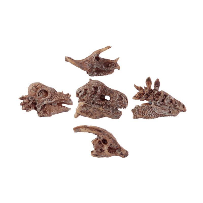 Ensemble d'excavation de fossiles de crâne de dinosaure Rawr