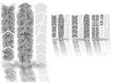 Film de protection de cadre Unleazed monstera noir brillant