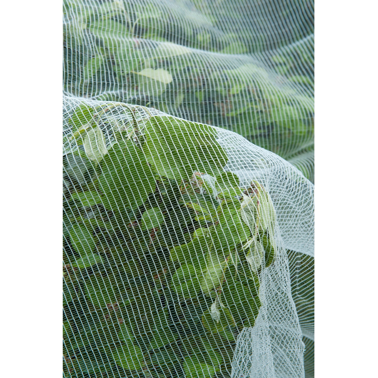 Mesh insecte de la nature, fine-mailli