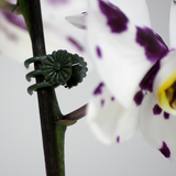 Clips Connex pour orchidées 30 pcs - flor78840