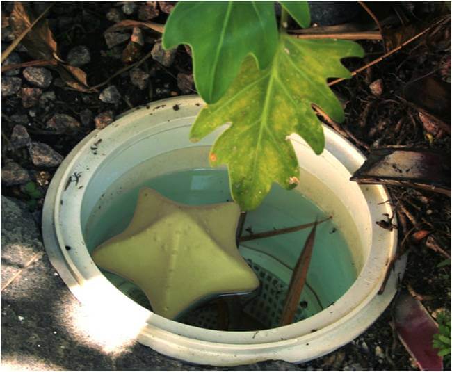 Éponges de nettoyage étoiles de mer confort piscine