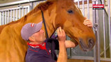 Heiniger tondeuse progress horse 2331tds