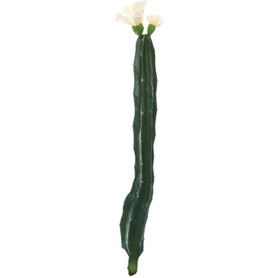 Cactus avec fleur blanc vert 35 cm | 24 pièces