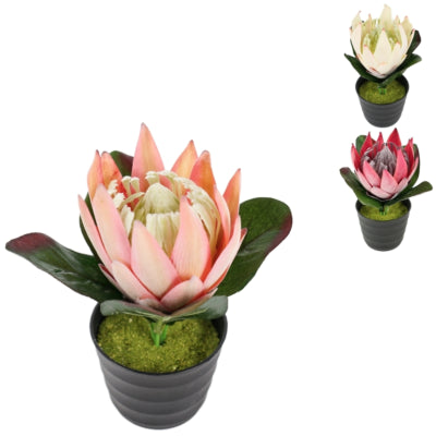 Plante artificielle en pot protea 21 cm 3 assortis | 12 pièces