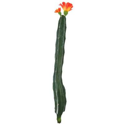 Cactus avec fleur orange vert 35 cm | 24 pièces