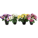 Violette en pot en plastique env. 21cmh couleurs assorties | 4 pièces