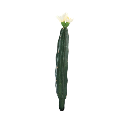 Cactus avec fleur blanc vert 23 cm | 24 pièces