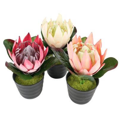 Plante artificielle en pot protea 21 cm 3 assortis | 12 pièces