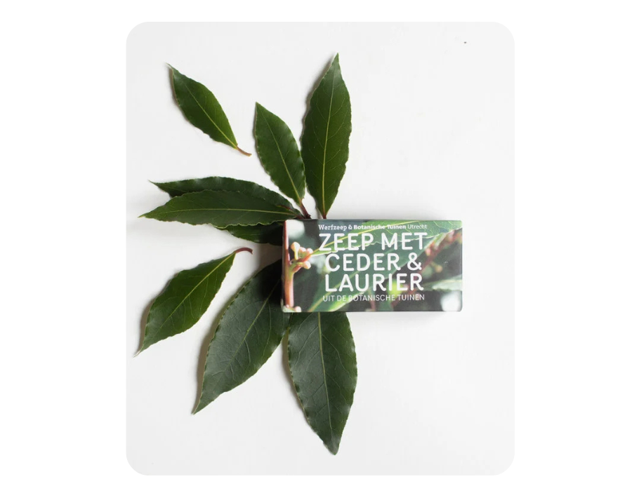 Savon Werf - Jardins botaniques - Cedar Laurel
