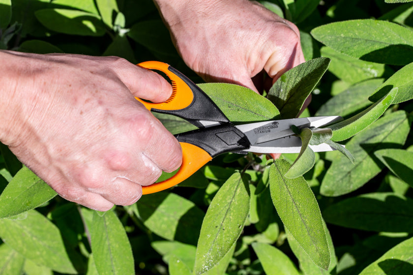 Masterclass Herb Ciseaux 20 cm en acier inoxydable en caoutchouc noir orange
